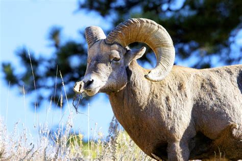 Big Horn Sheep Rams Yellowstone National Park Stock Image Image Of