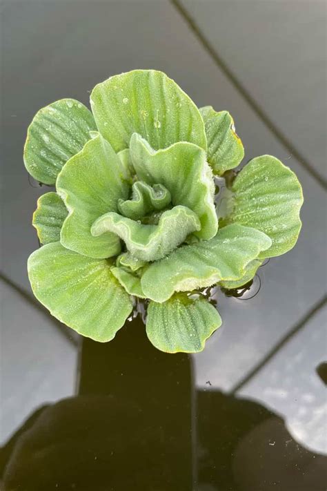 Dwarf Water Lettuce Outdoor Plants Plantshop Me