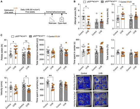 Frontiers Skin Epidermal Keratinocyte P Induces Food Uptake Upon Uv