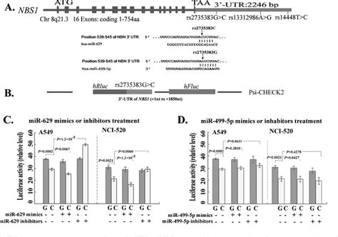 Figure From A Functional Polymorphism At Microrna Binding Site In