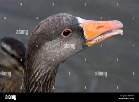 Canadian Geese Teeth