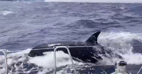 Watch: Killer whale attack caught on camera near Morocco