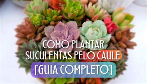 Como Plantar Suculentas Pelo Caule Guia Completo