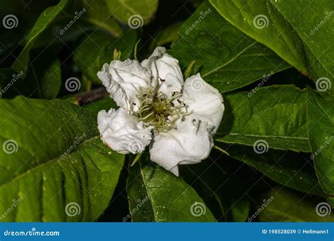 Flower of Common Medlar stock image. Image of moisture - 198528039