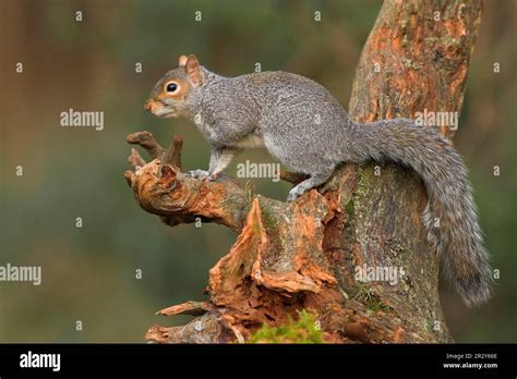 Ardilla gris oriental Sciurus carolinensis roedores mamíferos