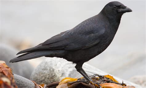 The Most Common Birds In Alberta Bird Watching Hq