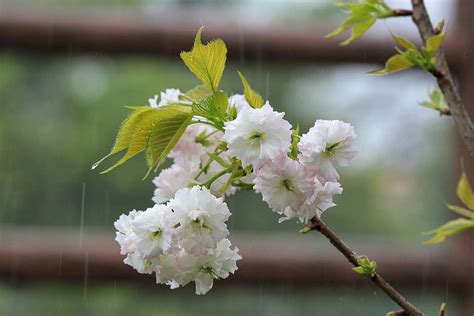 Cherry Blossom In The Rain 1080p 2k 4k 5k Hd Wallpapers Free