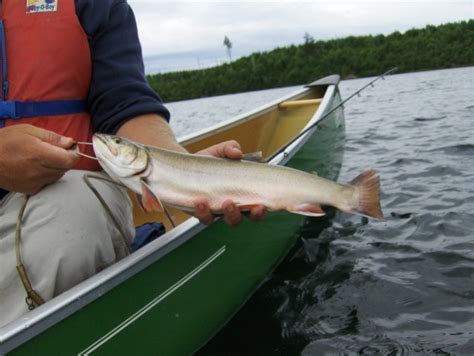 Aurora have no spots and look like no other Trout