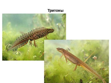 Тритоны - скачать презентацию