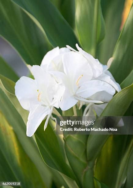 National Flower Of Cuba Photos And Premium High Res Pictures Getty Images