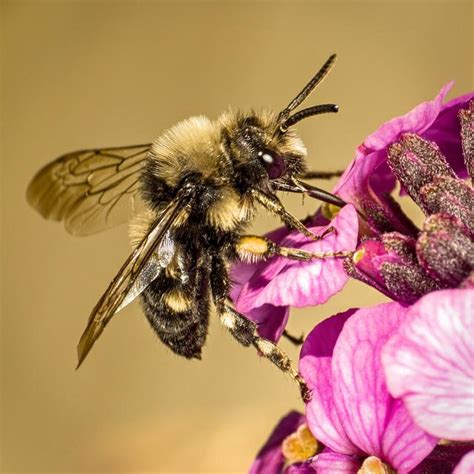 Cuckoo Digger Bees | Urban Garden Ecology