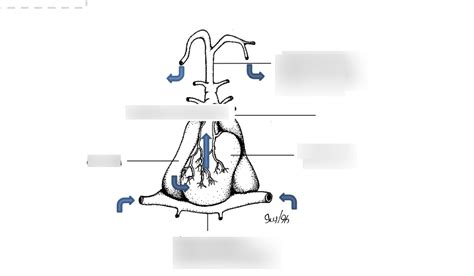 Fish heart diagram Diagram | Quizlet