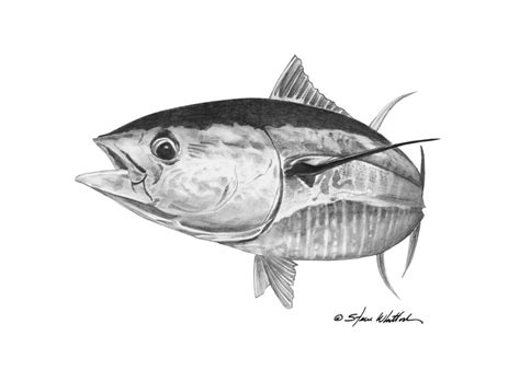Yellowfin Tuna Drawing at PaintingValley.com | Explore collection of