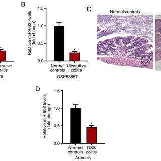 Expression Of Mir Is Downregulated In The Intestinal Tissues Of