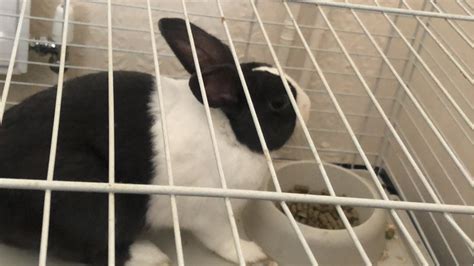 Dutch Rabbits For Sale In The Uk