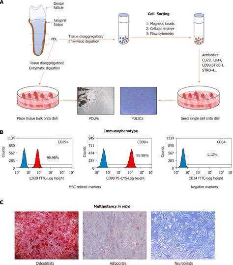 Table 1 From Overview Of Noncoding Rnas Involved In The Osteogenic