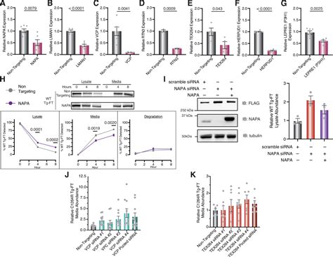 Time Resolved Interactome Profiling Deconvolutes Secretory Protein