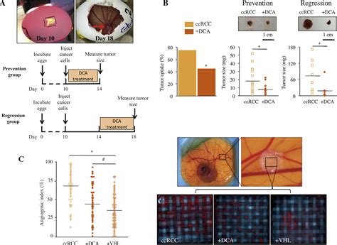 Metabolic Modulation Of Clear Cell Renal Cell Carcinoma With