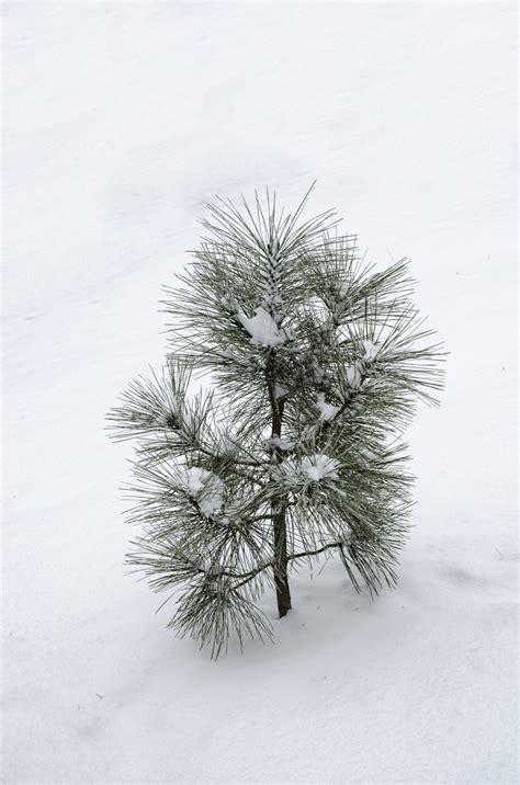 Small Pine Tree Free Stock Photo Public Domain Pictures