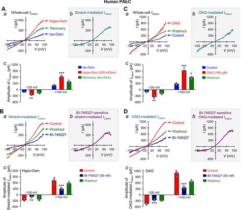 Mechanosensitive Cation Currents Through Trpc And Piezo Channels In