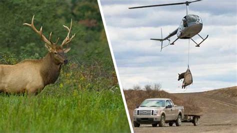 Once Nonexistent Elk Are Making A Major Comeback In Kentucky