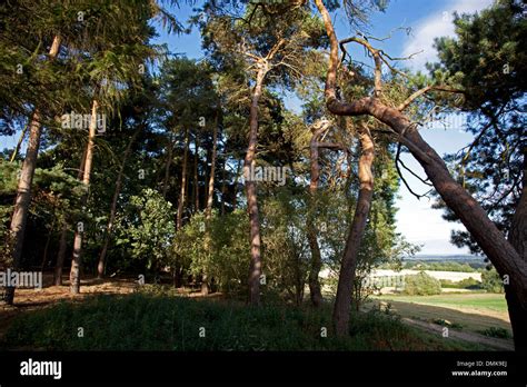 Angular Trees On Folly Hill Faringdon Oxfordshire Stock Photo Alamy