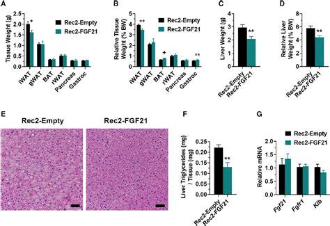 Figure From Visceral Adipose Tissue Directed Fgf Gene Therapy