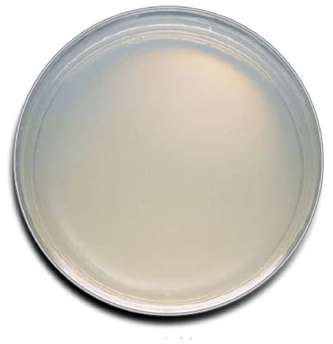 BD BBL Prepared Plated Media A7 Agar Modified 60mm Dish Fisher