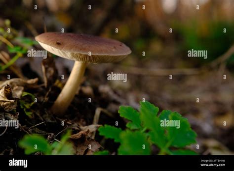 Deer Mushroom Pluteus Cervinus On A Birch Tree Stump Among Fooliage