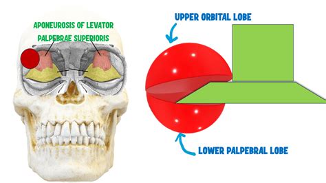 Anatomy of Lacrimal Apparatus Made Insanely Easy - INSIGHT OPHTHALMOLOGY