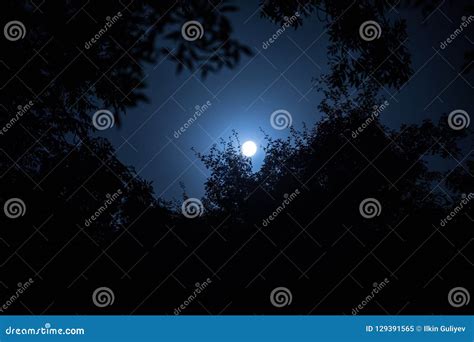 Moonlight Tree Stock Images - Download 7,685 Royalty Free Photos