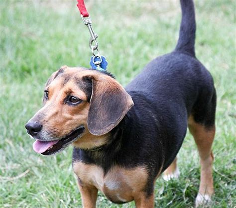 Dachshund Beagle Mix Looks Just Like My Kimball Dachshund Mix