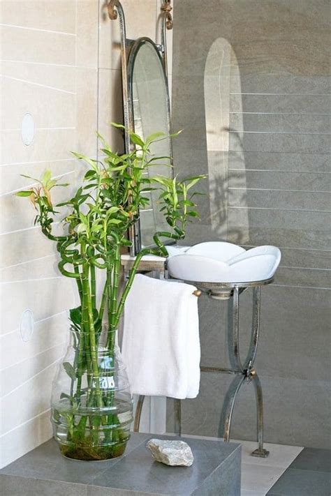 Best Plants For Windowless Bathroom Balcony Garden Web