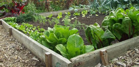 Een Vierkante Metermoestuin Iets Voor Jou Tuinadvies