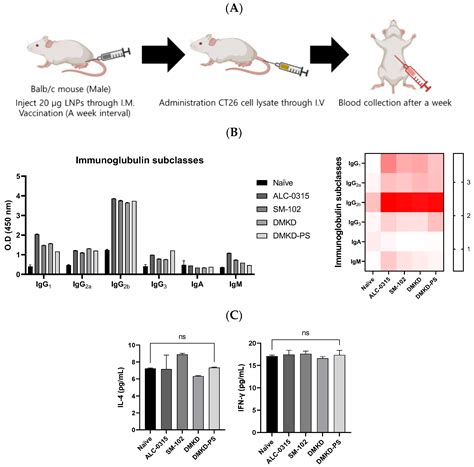 Innovative Cancer Immunotherapy with MAGE-A3 mRNA Cancer Vaccines