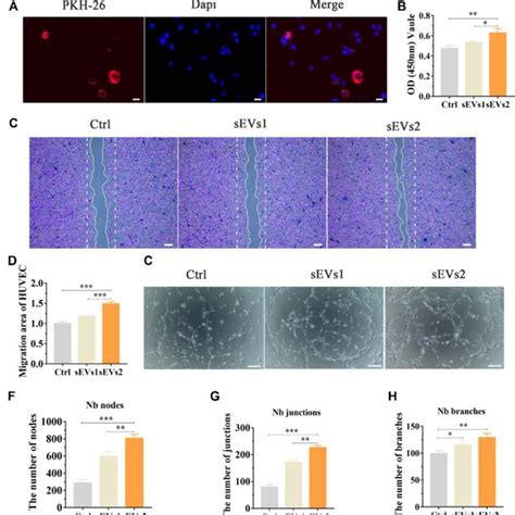 Angiogenic Effect Of Huc Mscs Sevs In Vitro A Fluorescent Micrograph