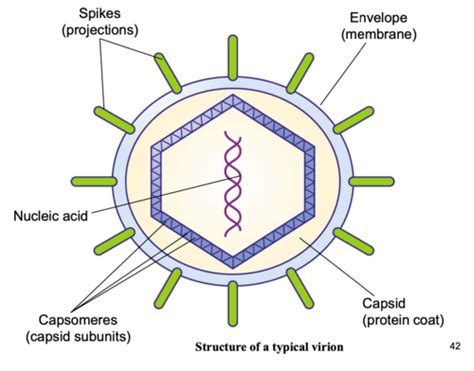 Virology Flashcards Quizlet