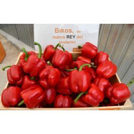 Pimiento Bikos F Fitoagricola