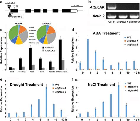 Identification Of T Dna Insertion Mutants And Expression Analysis Of