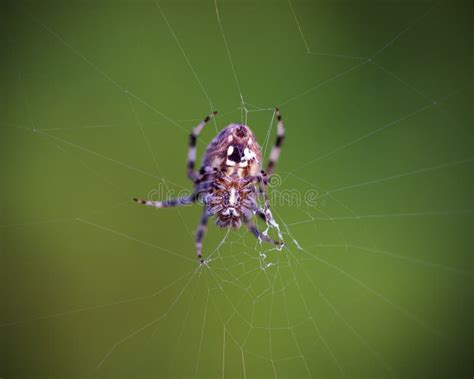 Orb Weaver Spider stock photo. Image of green, wildlife - 25822198