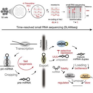 Time Resolved Small RNA Sequencing Unravels The Molecular Principles Of