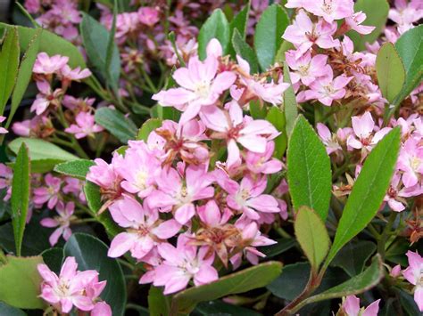 Rhaphiolepis indica ‘Pink Cloud’ - Greenseasons