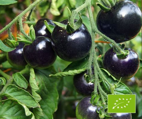 Osu Blue Tomate Bio Samen Qualit Tssaatgut Bobby Seeds