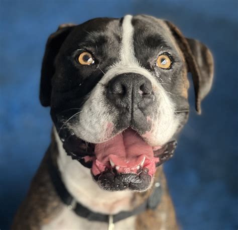 Atlas Boxer Rescue La