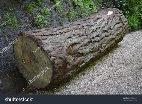 26,156 Large logs Images, Stock Photos & Vectors | Shutterstock