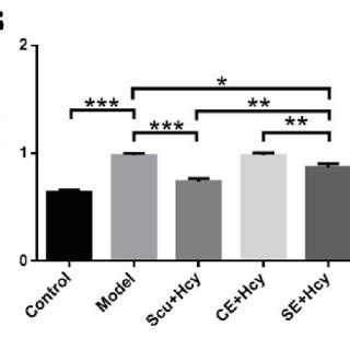 Effects Of Pretreated Exosomes On Hcy Induced Rbmvec Viability Cells