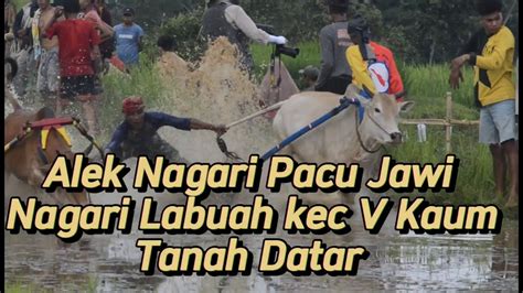 Alek Nagari Pacu Jawi Nagari Labuah Kecamatanv Kaum Tanah Datar Youtube