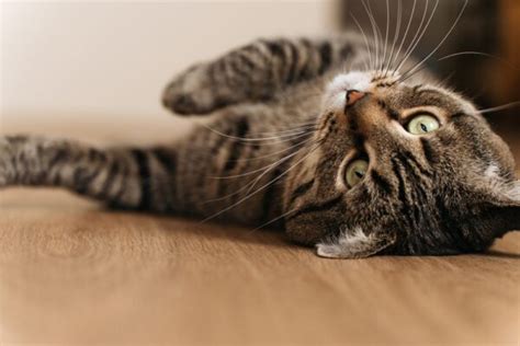 Watery Eyes In Cats 6 Common Causes Great Pet Care