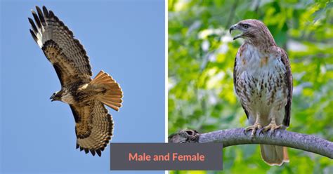 17 Powerful Hawks In Texas You Can Observe Throughout The Year