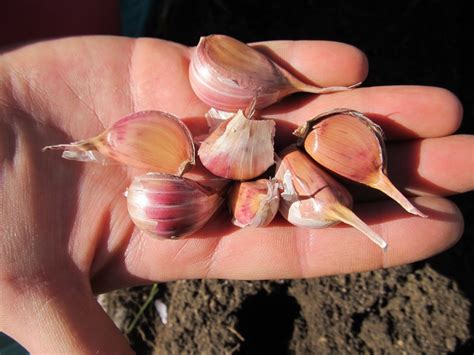 It's Time to Harvest the Garlic! - CREATING A SIMPLER LIFE OFF GRID